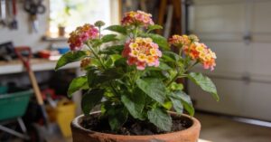 Lantana zimowanie: Kompleksowy przewodnik krok po kroku
