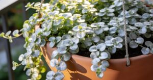 Dichondra ile sadzonek do doniczki, by stworzyć srebrzysty balkon?