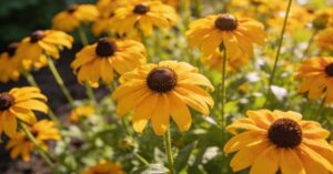 Rudbekia: uprawa, pielęgnacja i sekrety kwitnącego ogrodu