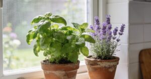 Co odstrasza muchy? Domowe sposoby, by skutecznie pozbyć się owadów z domu