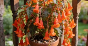Begonia boliwijska: pielęgnacja, choroby i jak ratować chore rośliny