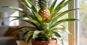 Jak rośnie ananas w doniczce? Kompletny przewodnik po uprawie w domu