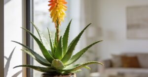 Kwitnący aloes w domu: jak pielęgnować tę roślinę, by zakwitła?