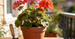 Choroby pelargonii: identyfikacja, objawy i skuteczne leczenie roślin